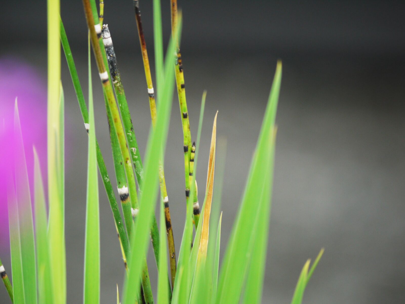 Panasonic Lumix DMC-G1 sample photo. Dwarf bamboo, background, grass photography