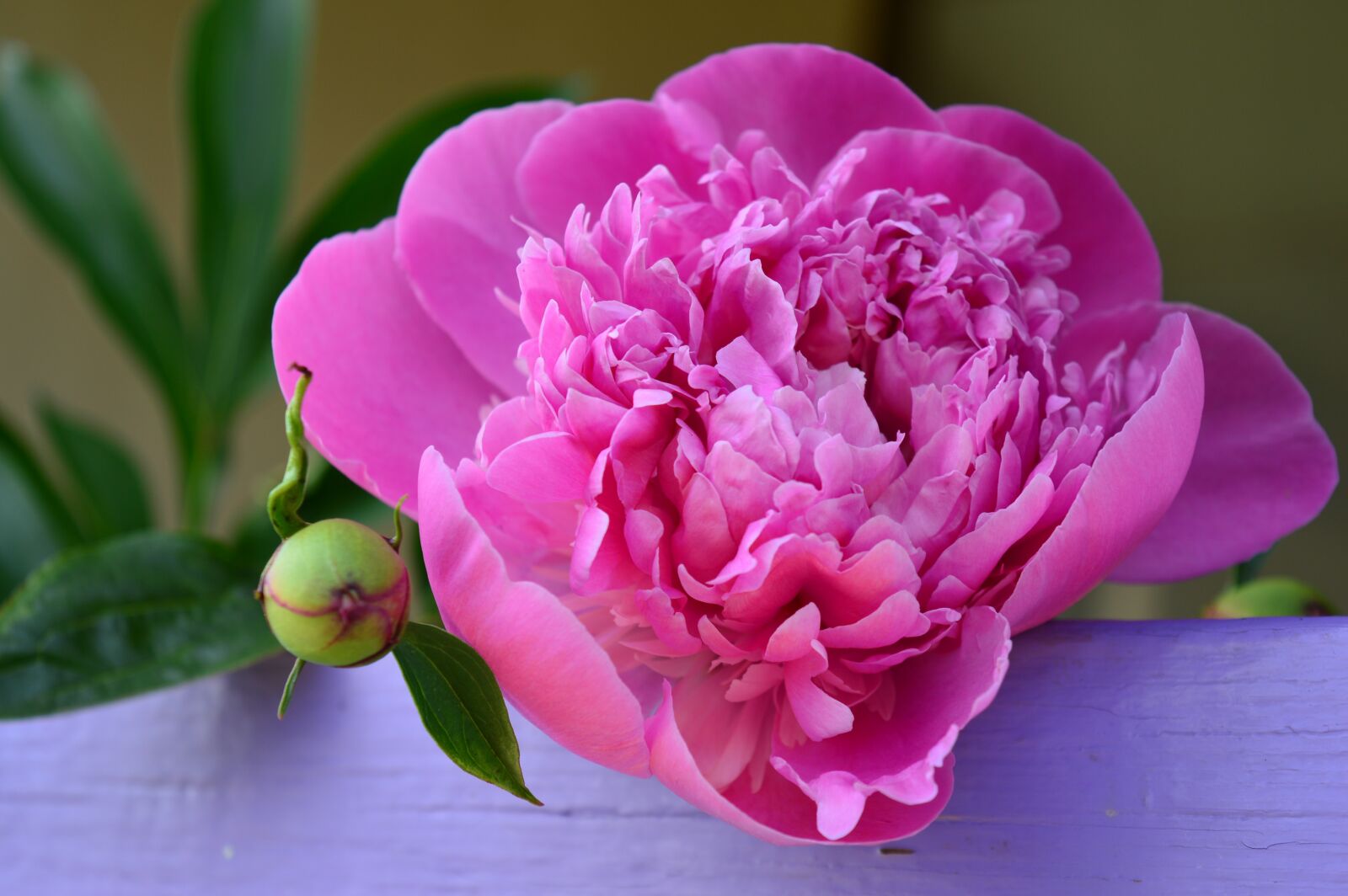 Nikon D3200 sample photo. Peony, flower, pink photography