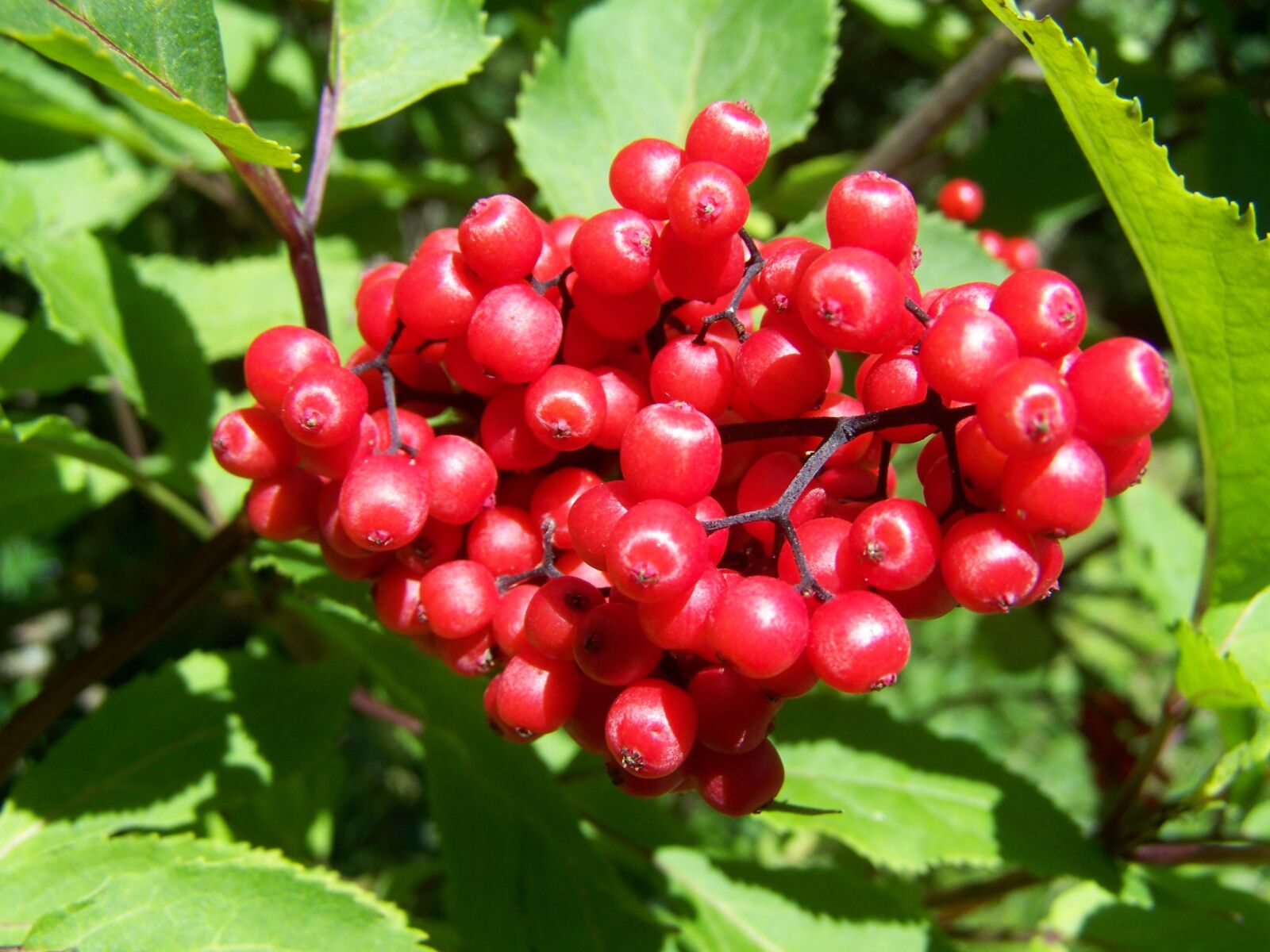 Kodak EASYSHARE ZD710 ZOOM DIGITAL CAMERA sample photo. Berry crop, red berries photography