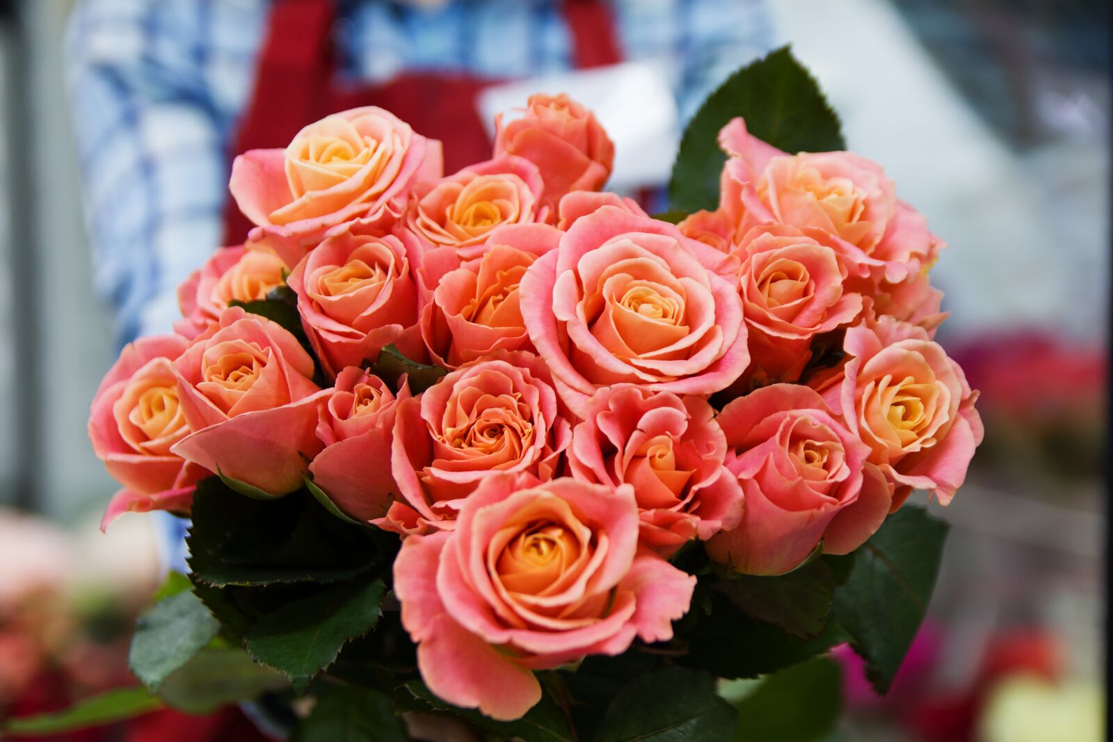 Canon EOS 70D sample photo. Rose, roses, flower photography