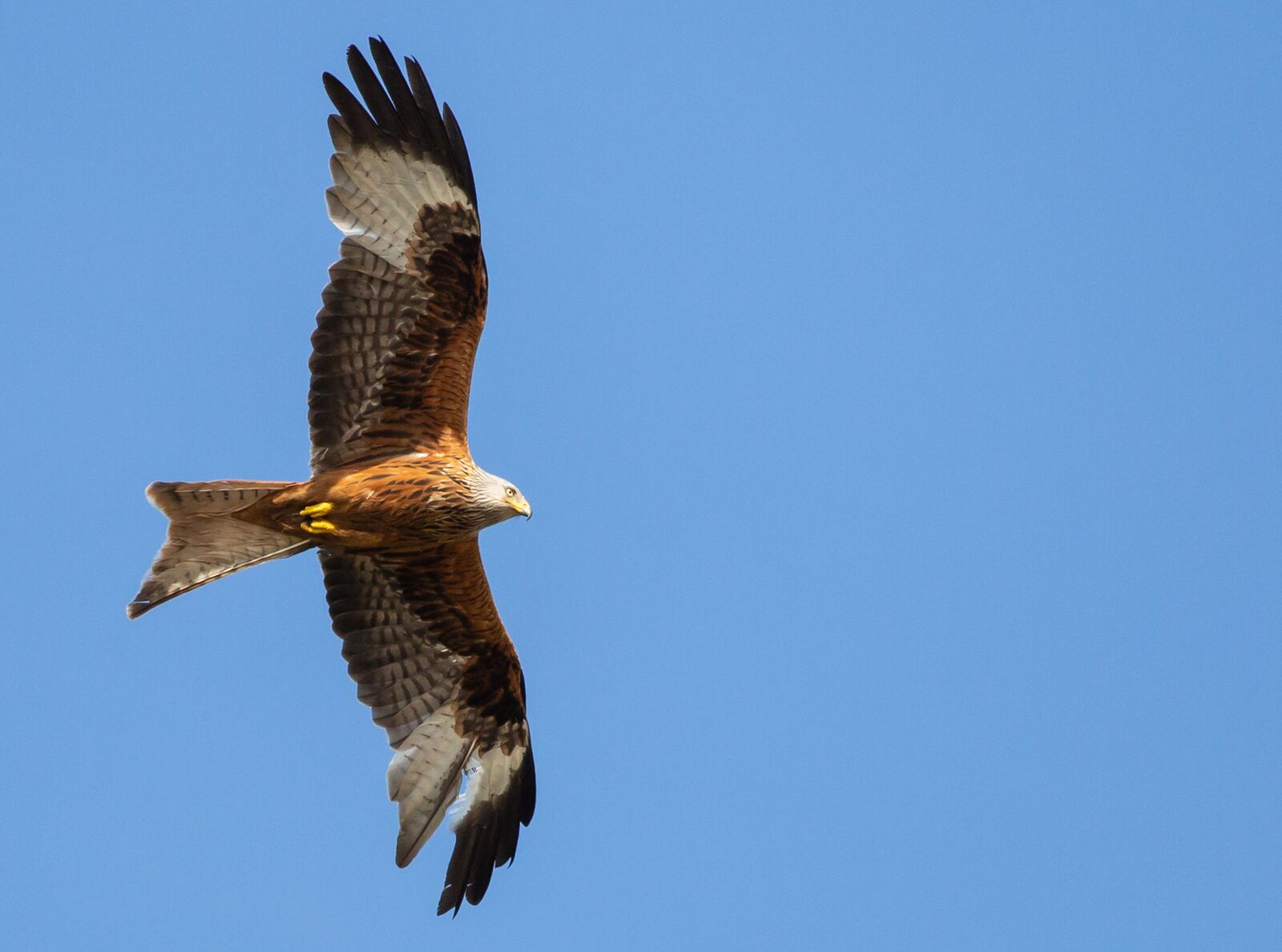 Canon EOS 5D Mark III sample photo. Red kite in flight photography