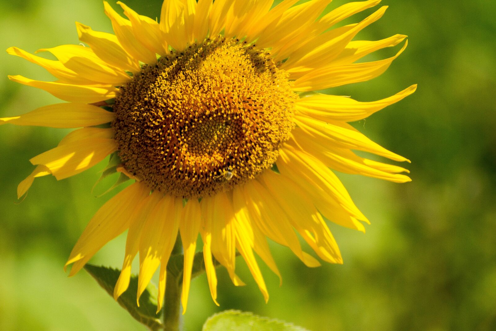 Nikon D3100 sample photo. Sunflower, nature, yellow photography