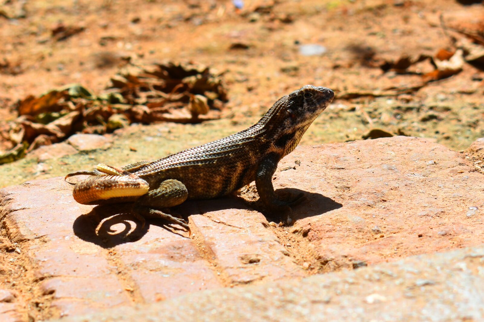 Nikon D3400 sample photo. Animal, lizard, reptile photography