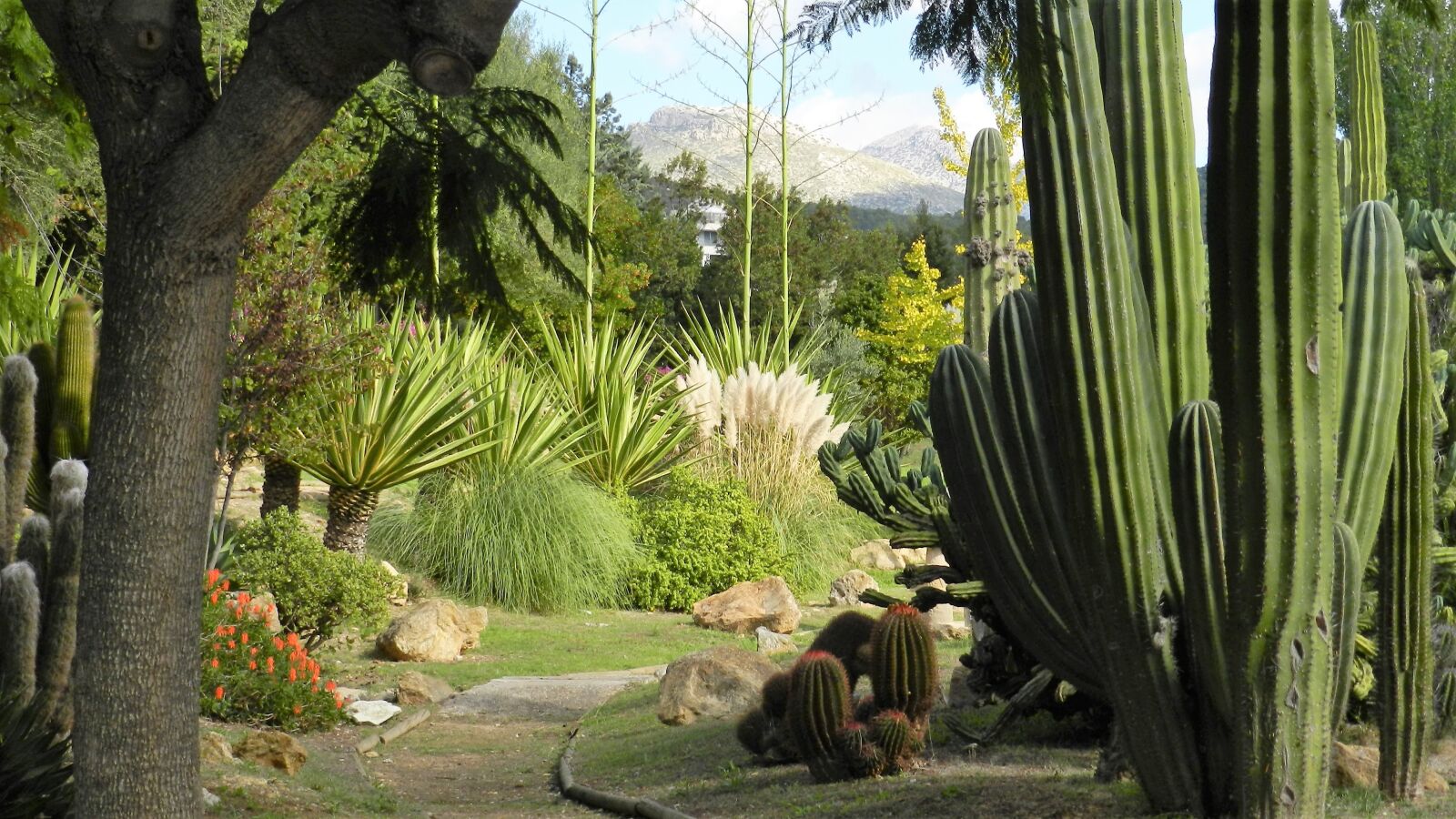 Nikon Coolpix P500 sample photo. Cactus, tree, nature photography
