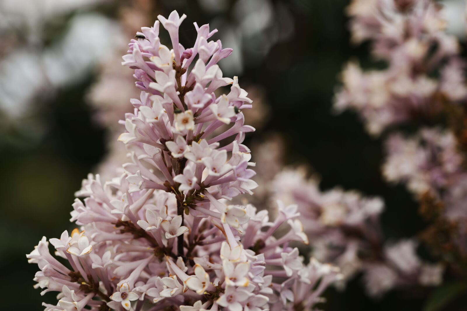 Canon EF 100mm F2.8L Macro IS USM sample photo. Lilac, blossom, flower photography