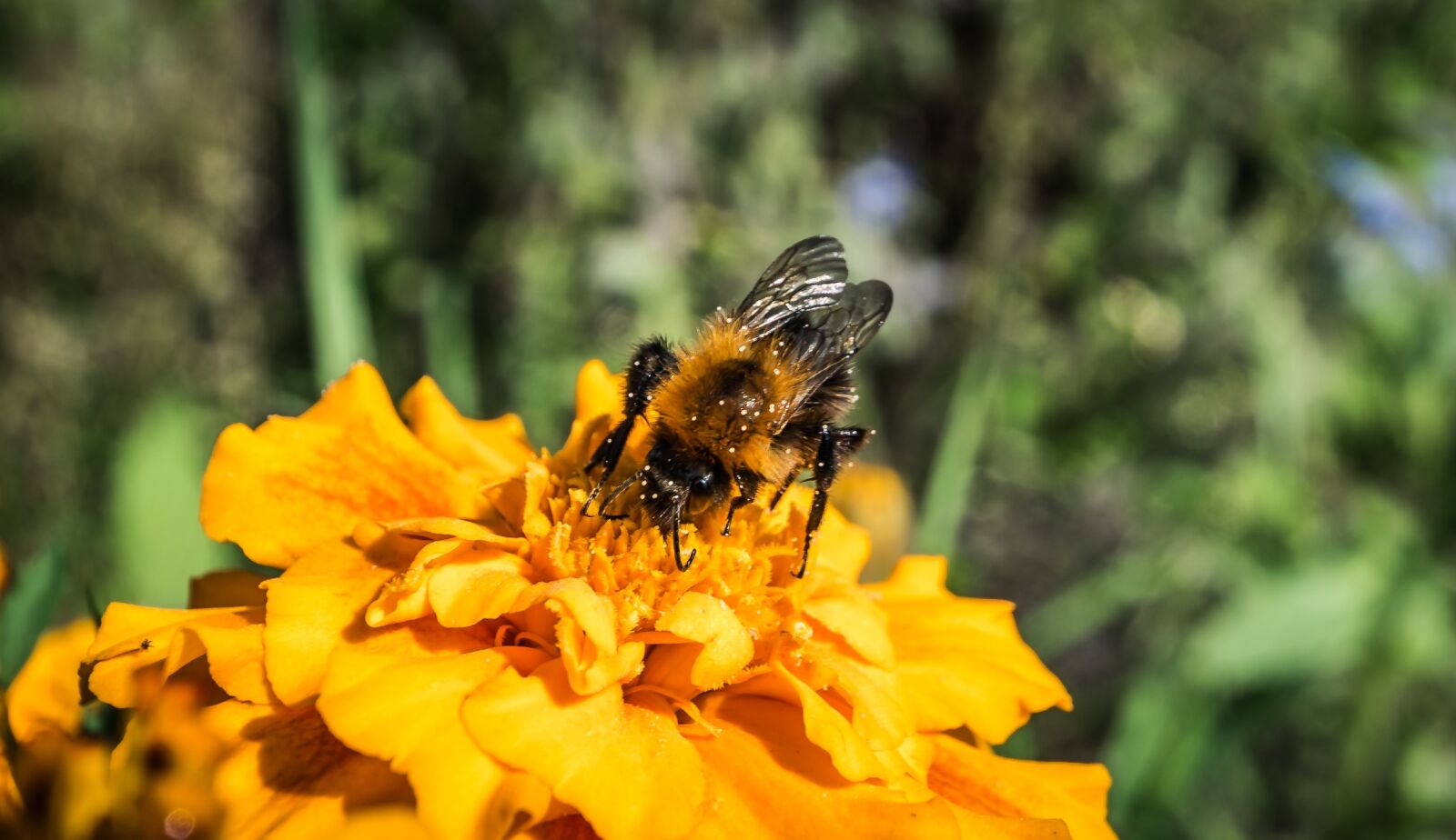 Nikon D750 sample photo. Nature, flower, summer photography