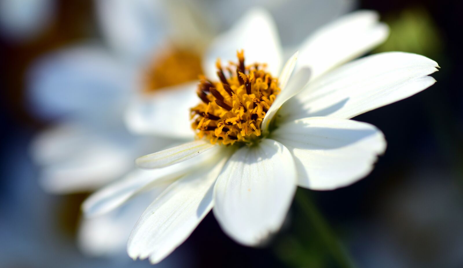 Nikon D3300 sample photo. Biden's ferulifolius, two tooth photography