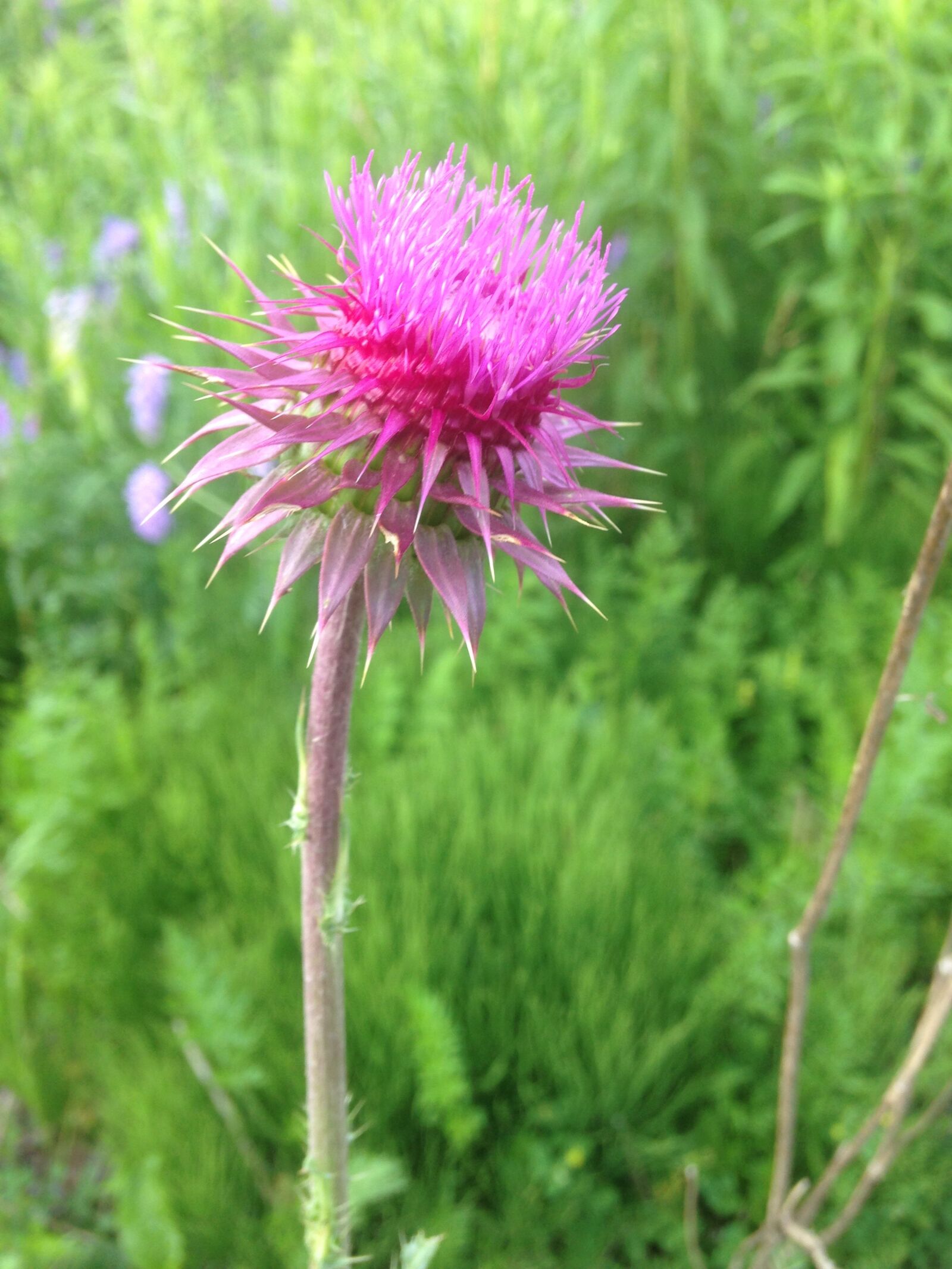 iPhone 5 back camera 4.12mm f/2.4 sample photo. Flower, nature, summer photography