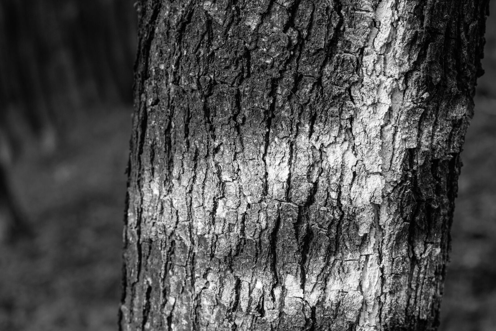 Canon EOS 700D (EOS Rebel T5i / EOS Kiss X7i) sample photo. Tree, nature, beauty photography