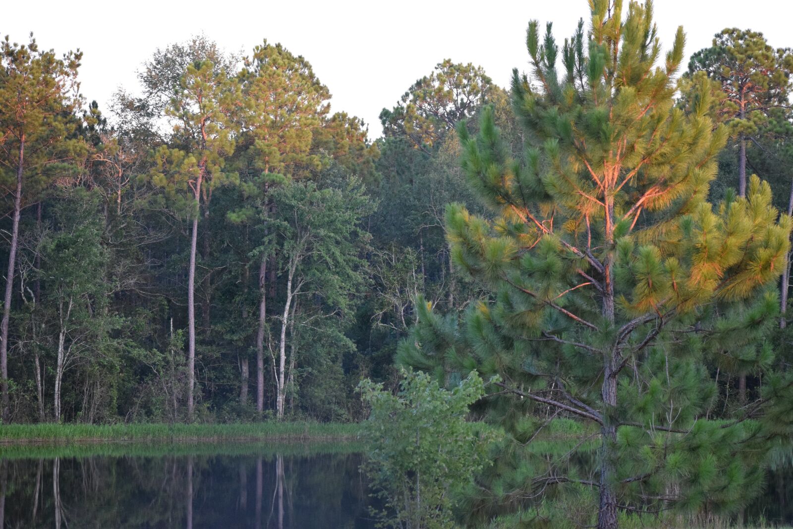 Nikon D5300 sample photo. Water, tree, outdoors photography
