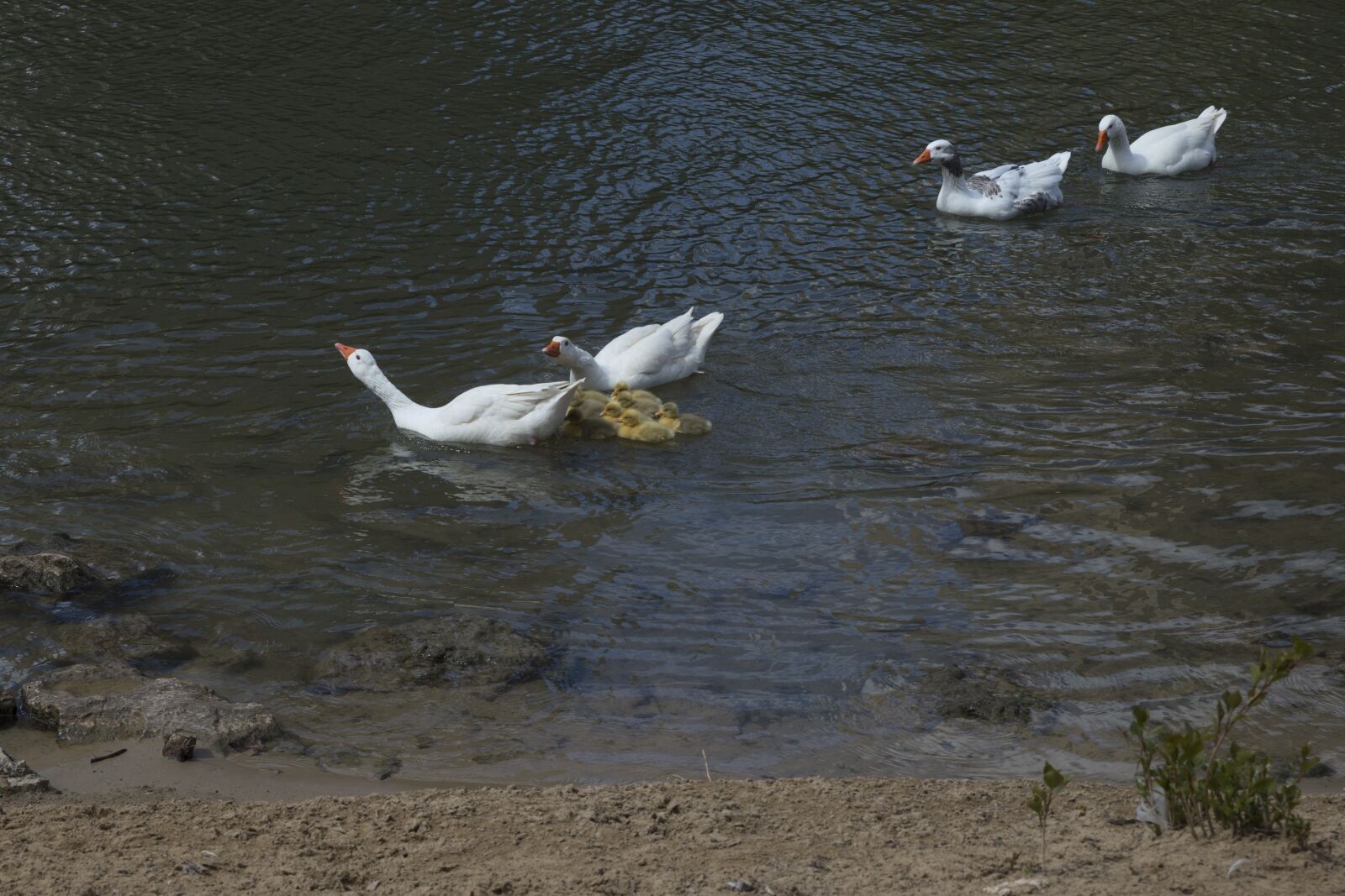 Canon EOS 6D sample photo. Ducks, birds, nature photography
