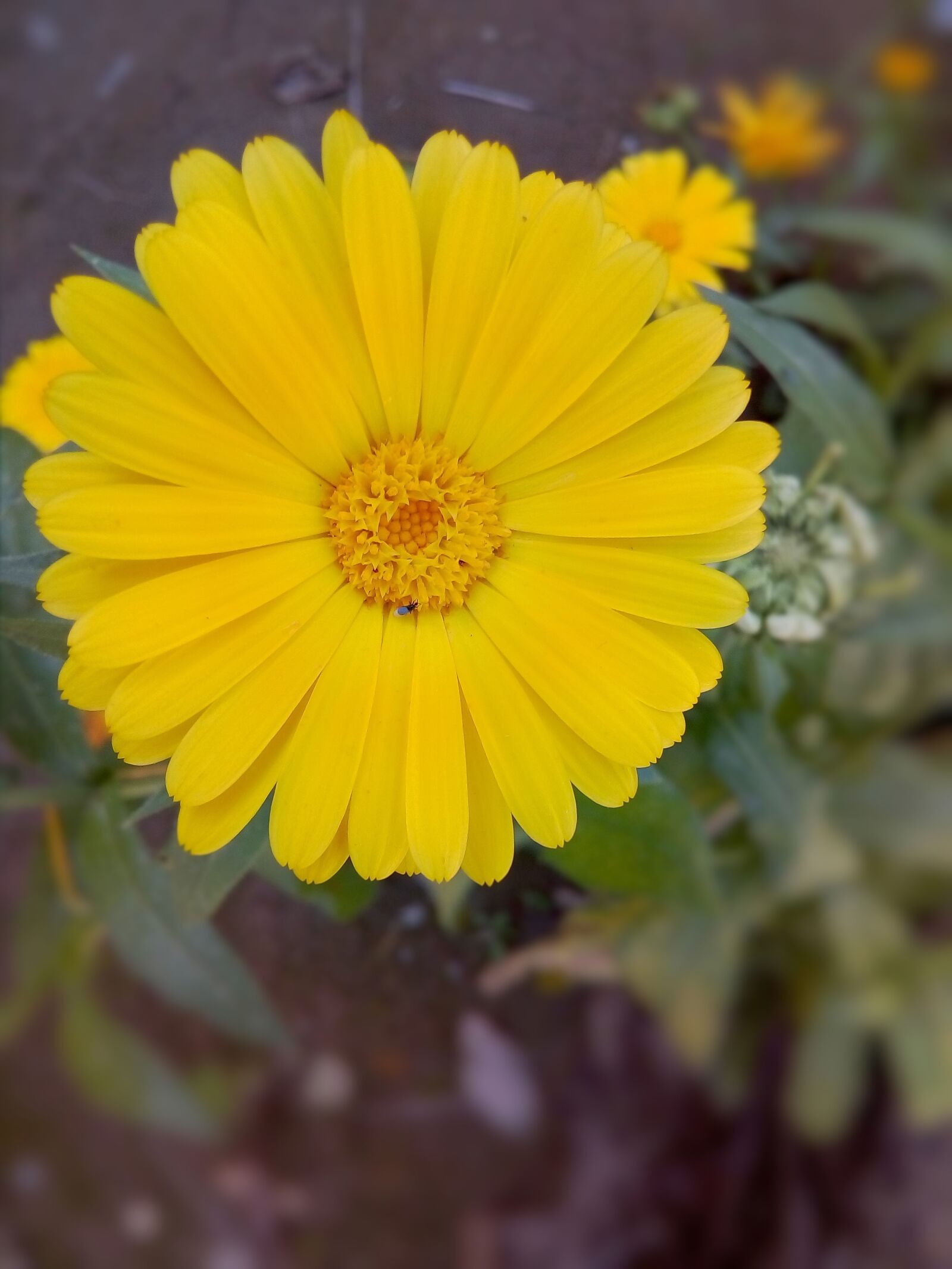HUAWEI Y3III sample photo. Beautiful flower, beautiful yellow photography