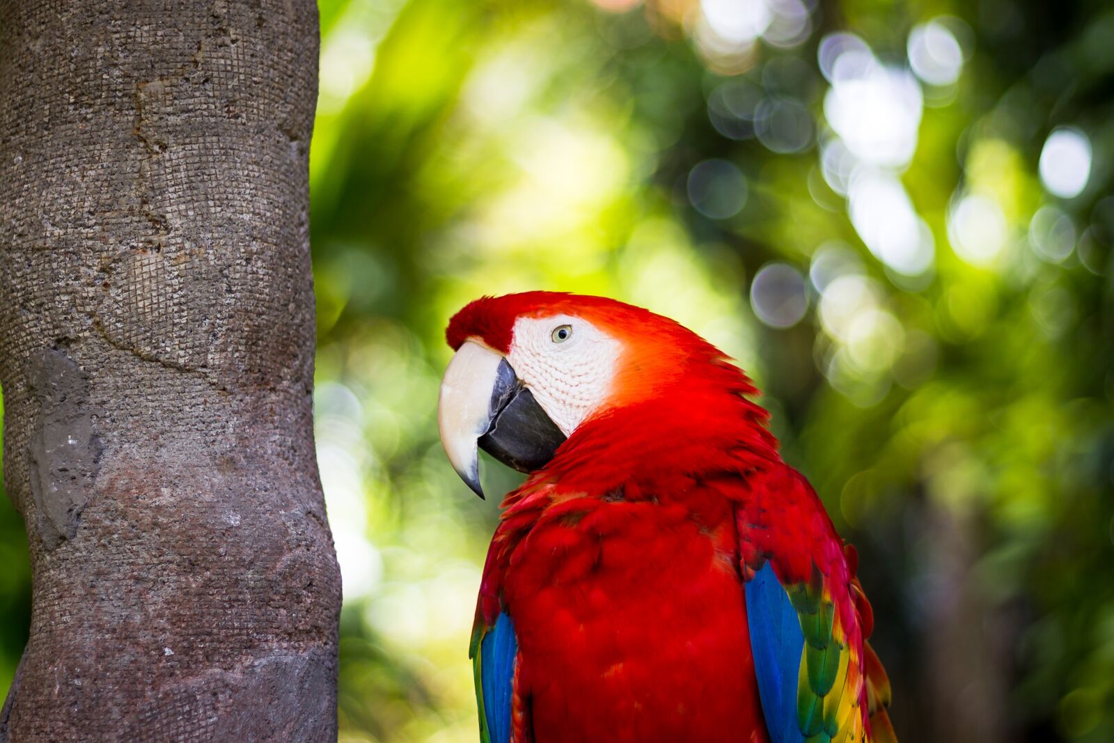 Canon EOS 1100D (EOS Rebel T3 / EOS Kiss X50) + Canon EF 50mm F1.8 II sample photo. Animal, bird, macaw photography