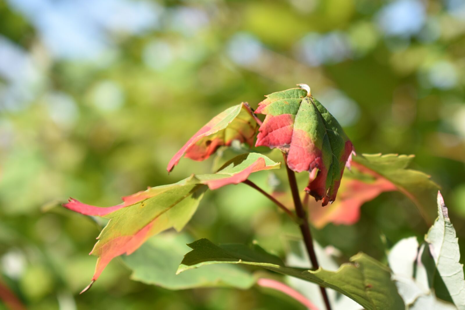 Nikon D3400 sample photo. Nature, foliage, leaf photography