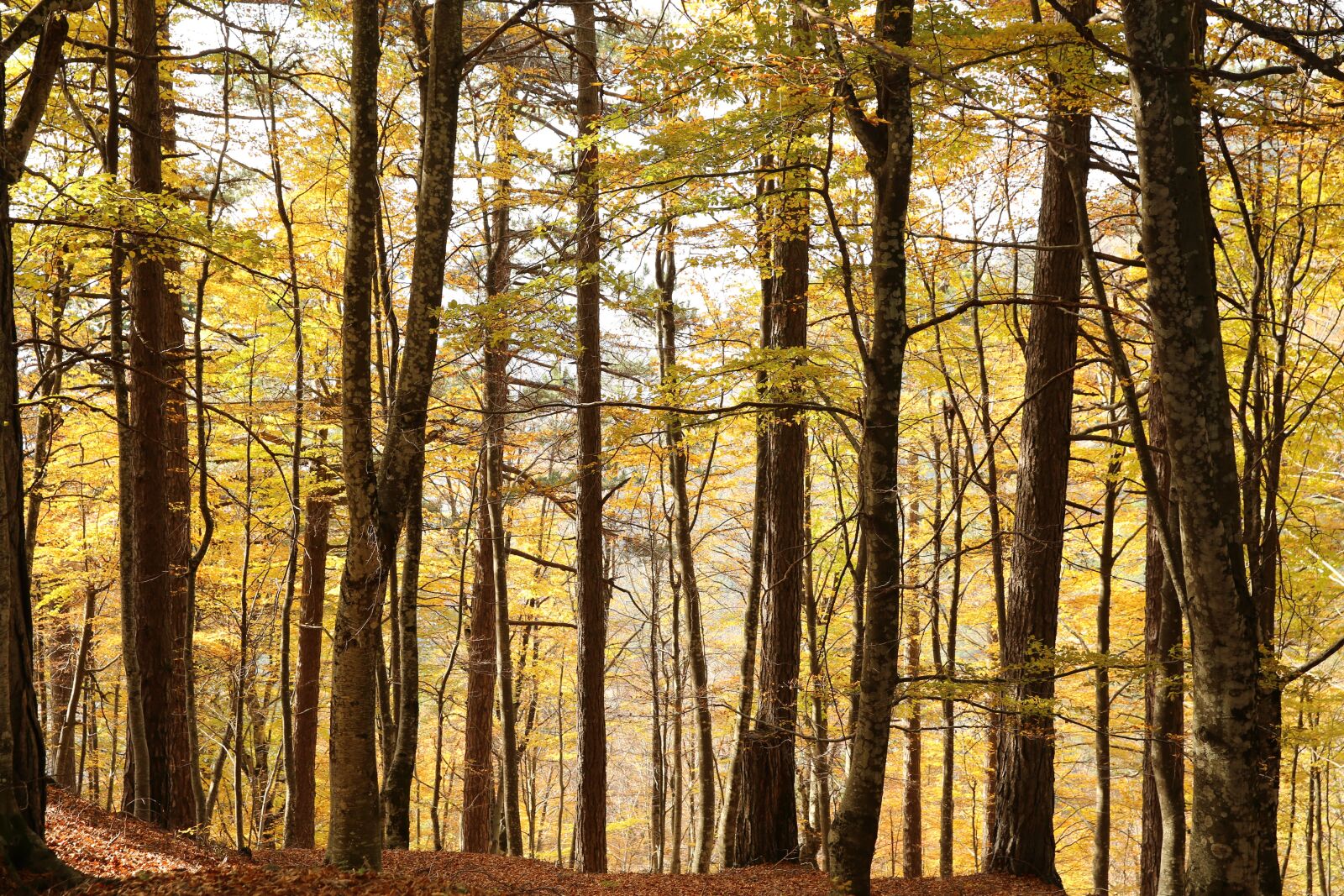 Canon EF 24-70mm F2.8L II USM sample photo. Autumn, leaves, trees photography