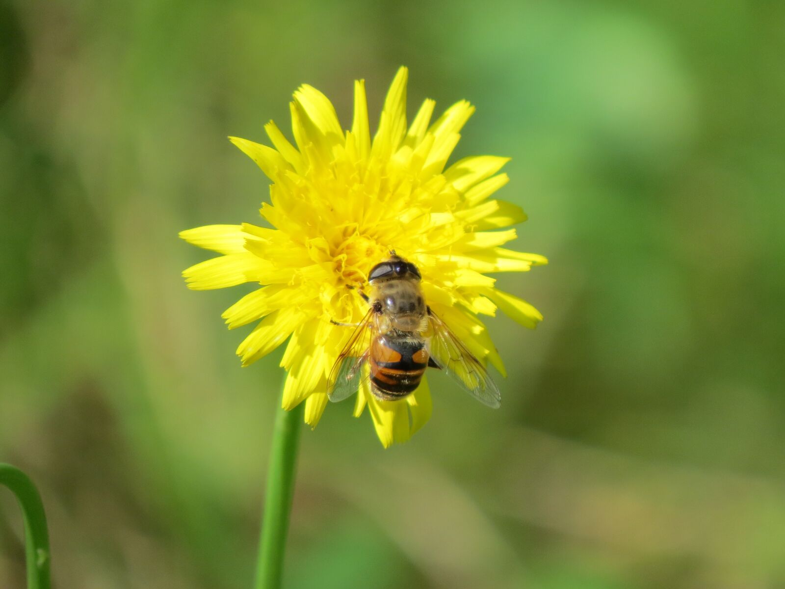 Canon PowerShot SX50 HS sample photo. Hover fly, flower, insect photography