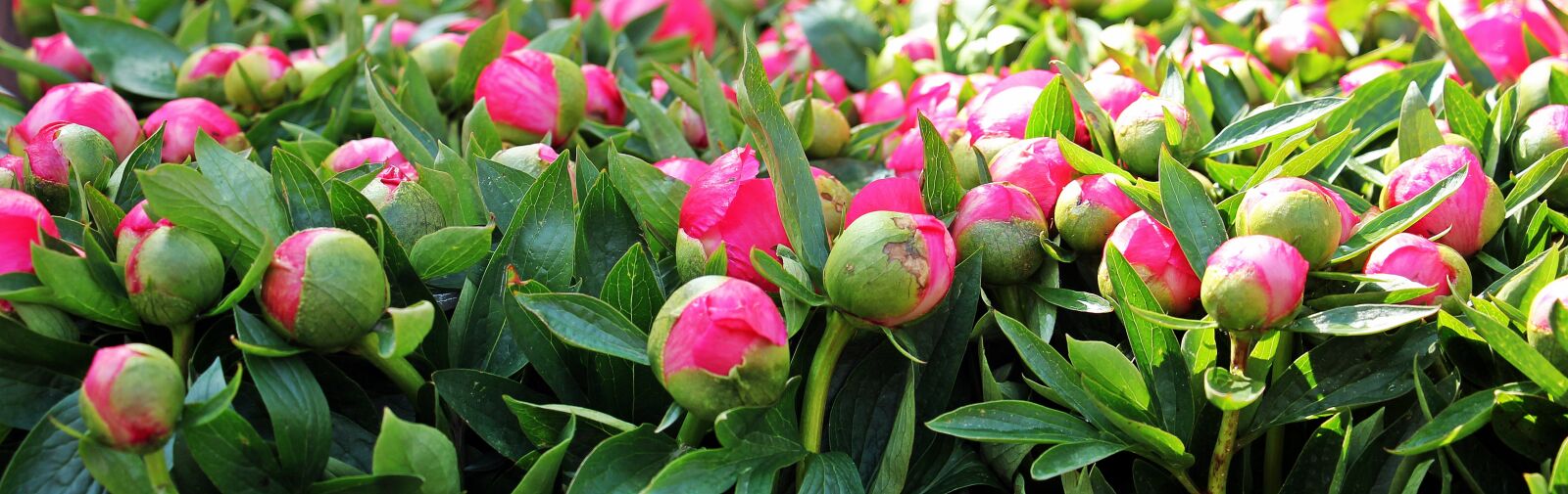 Canon EOS 550D (EOS Rebel T2i / EOS Kiss X4) sample photo. Peony, flowers, plant photography