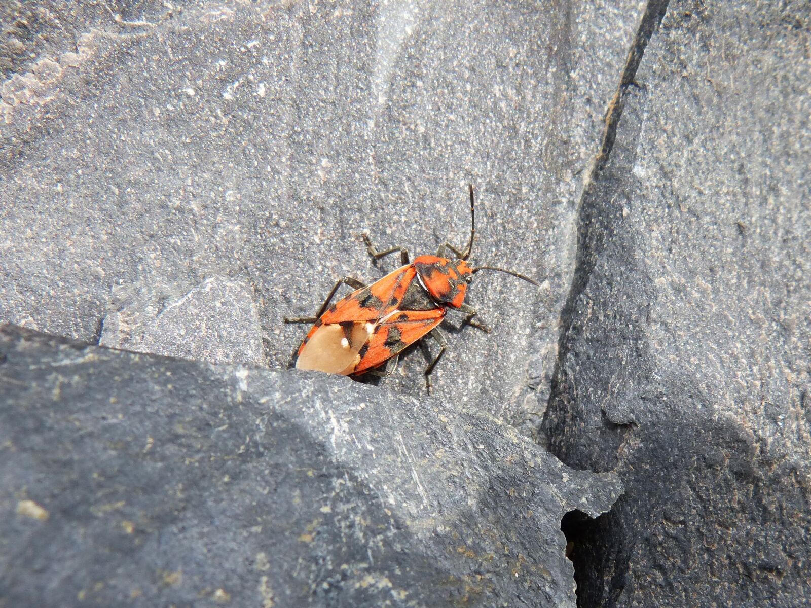 Panasonic DMC-FZ62 sample photo. Bug, orange beetle, rock photography