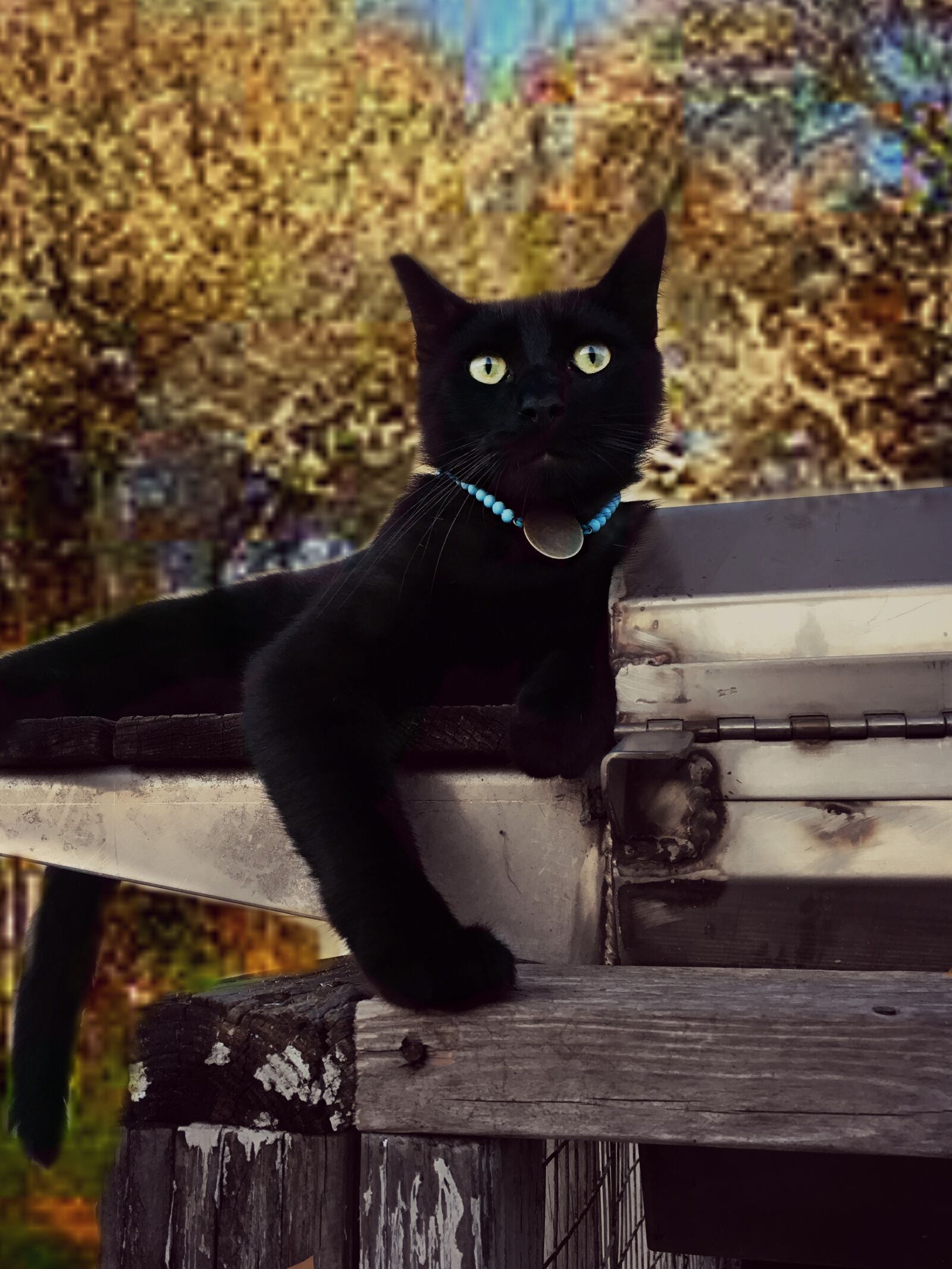 Apple iPhone 6s sample photo. Cat, black fur, domestic photography