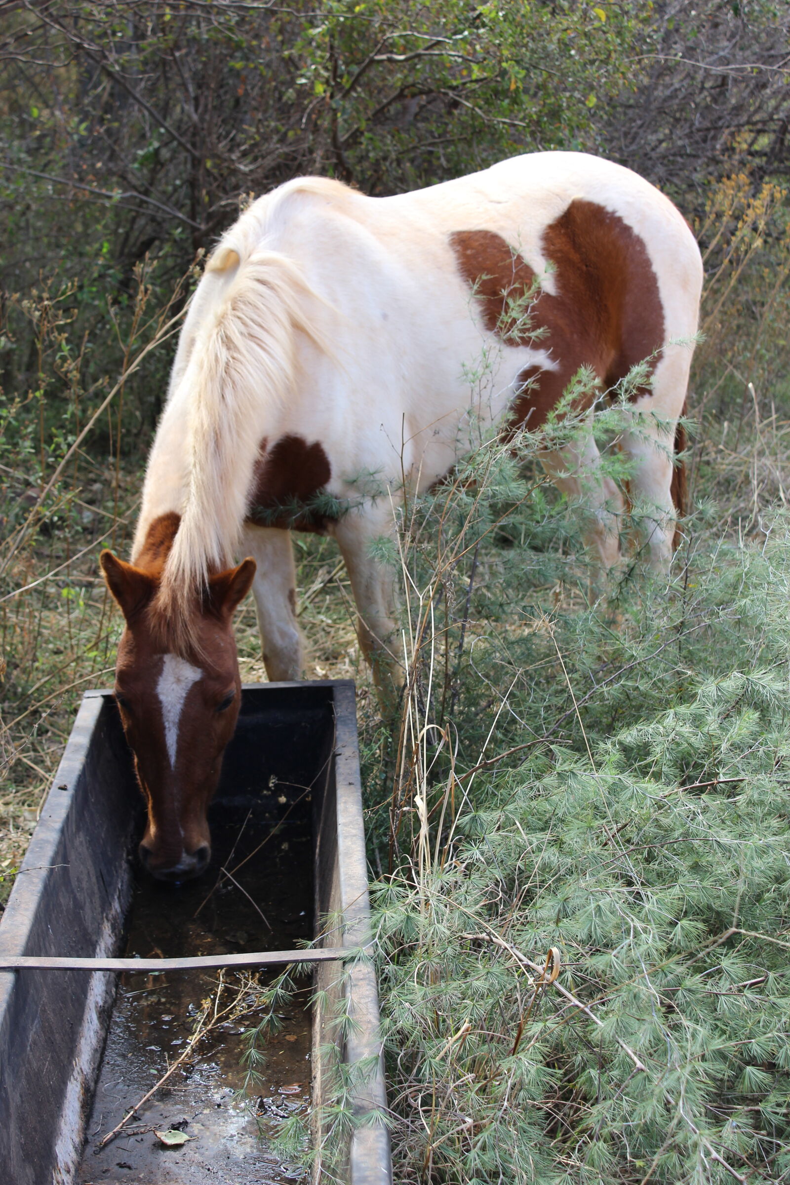 Canon EOS 1200D (EOS Rebel T5 / EOS Kiss X70 / EOS Hi) sample photo. Horse, drinking, water photography