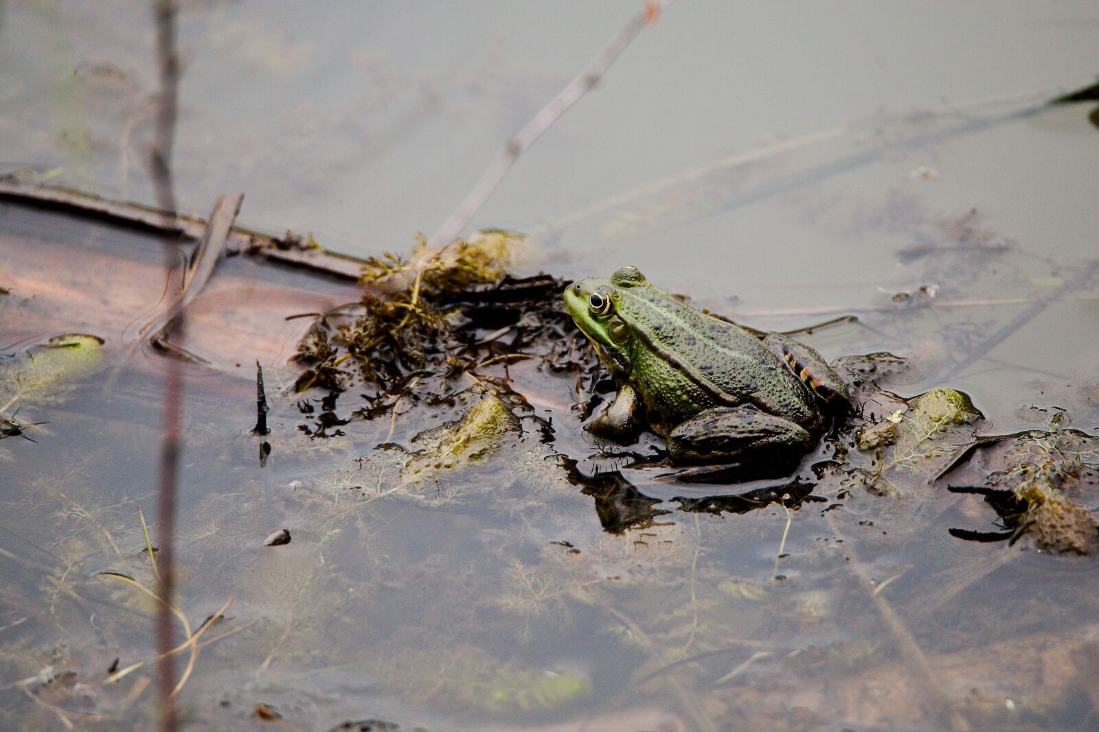 Canon EOS 6D sample photo. Waters, nature, puddle photography
