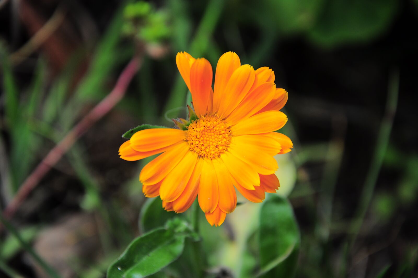 Nikon D90 sample photo. Yellow flower, orange flowers photography