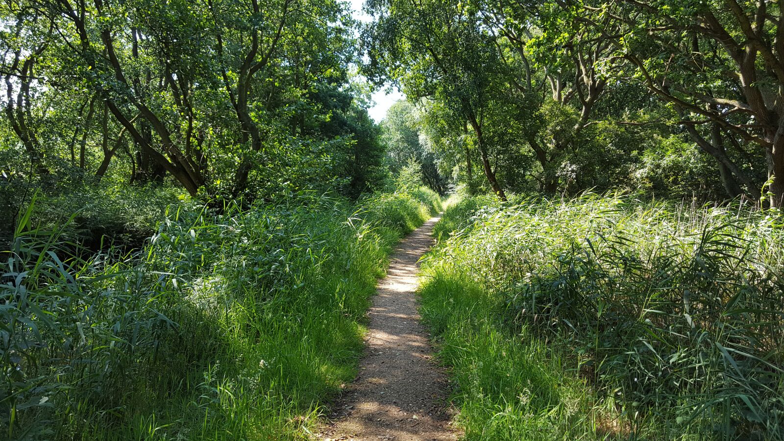Samsung Galaxy S6 sample photo. Woodland, footpath, trees photography