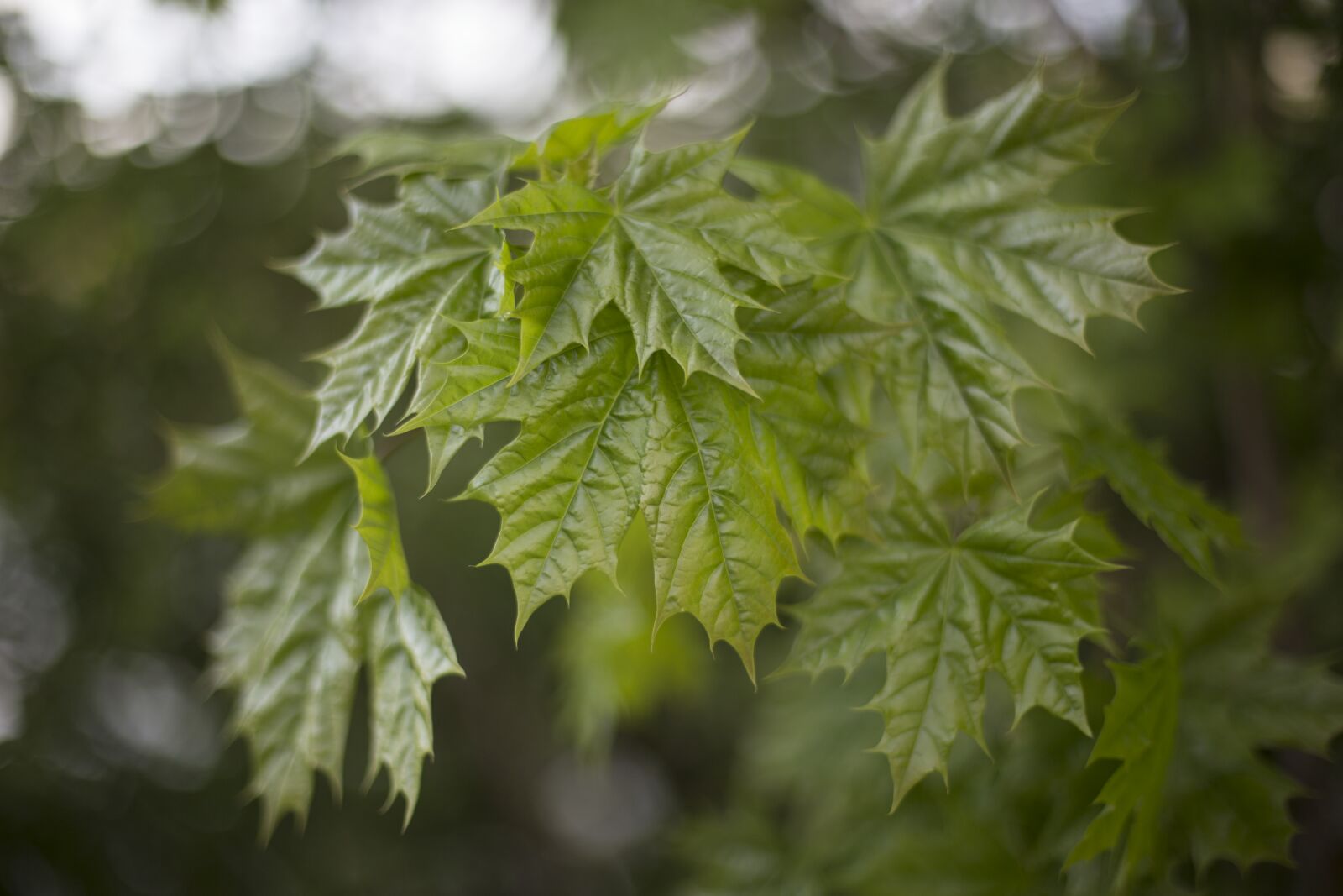 Canon EOS 6D + Canon EF 50mm F1.4 USM sample photo. Green, leaf, leafs, maple photography