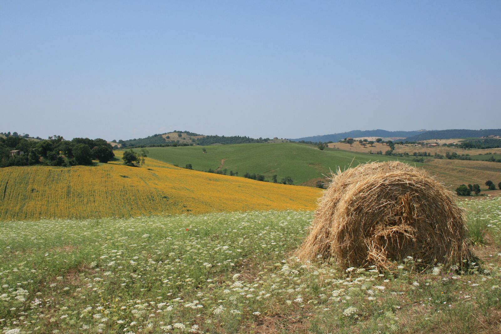 Canon EOS 400D (EOS Digital Rebel XTi / EOS Kiss Digital X) sample photo. Sun, maremma, yellow photography