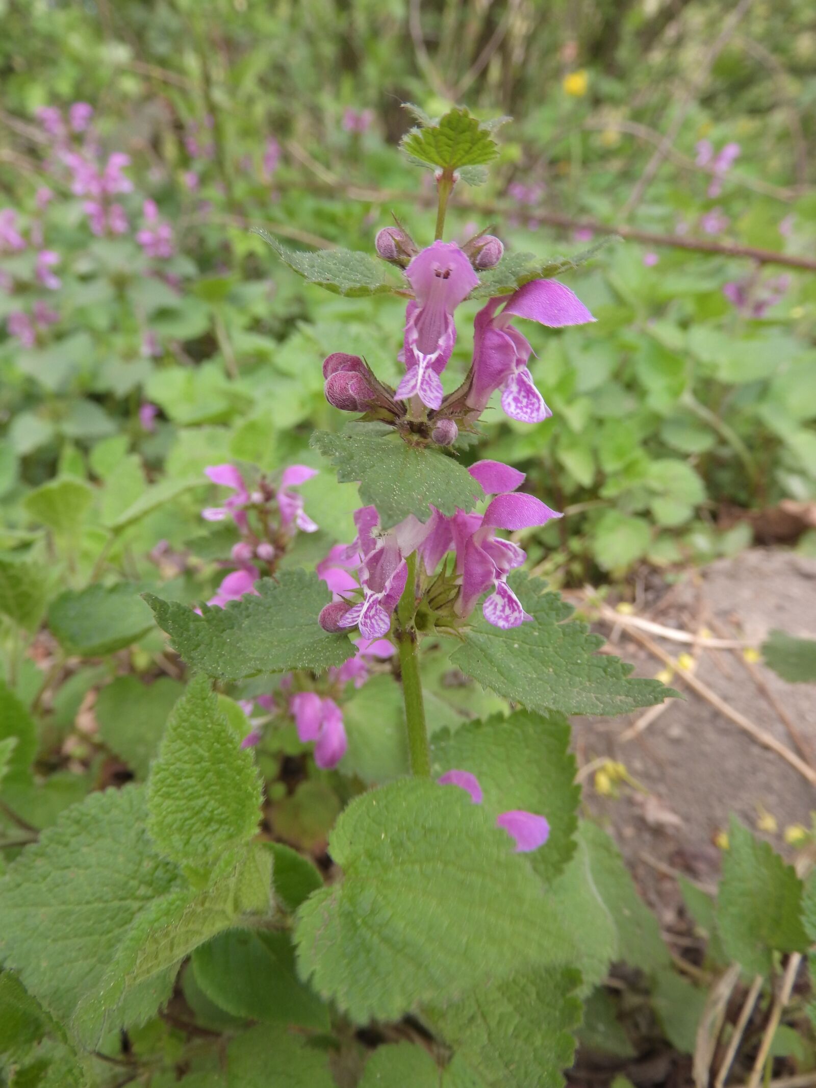 Nikon Coolpix P610 sample photo. Hluchavka speckled, lamium maculatum photography