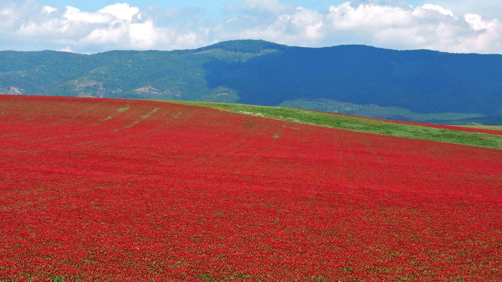 Nikon Coolpix P600 sample photo. Crimson clover, field, flowers photography