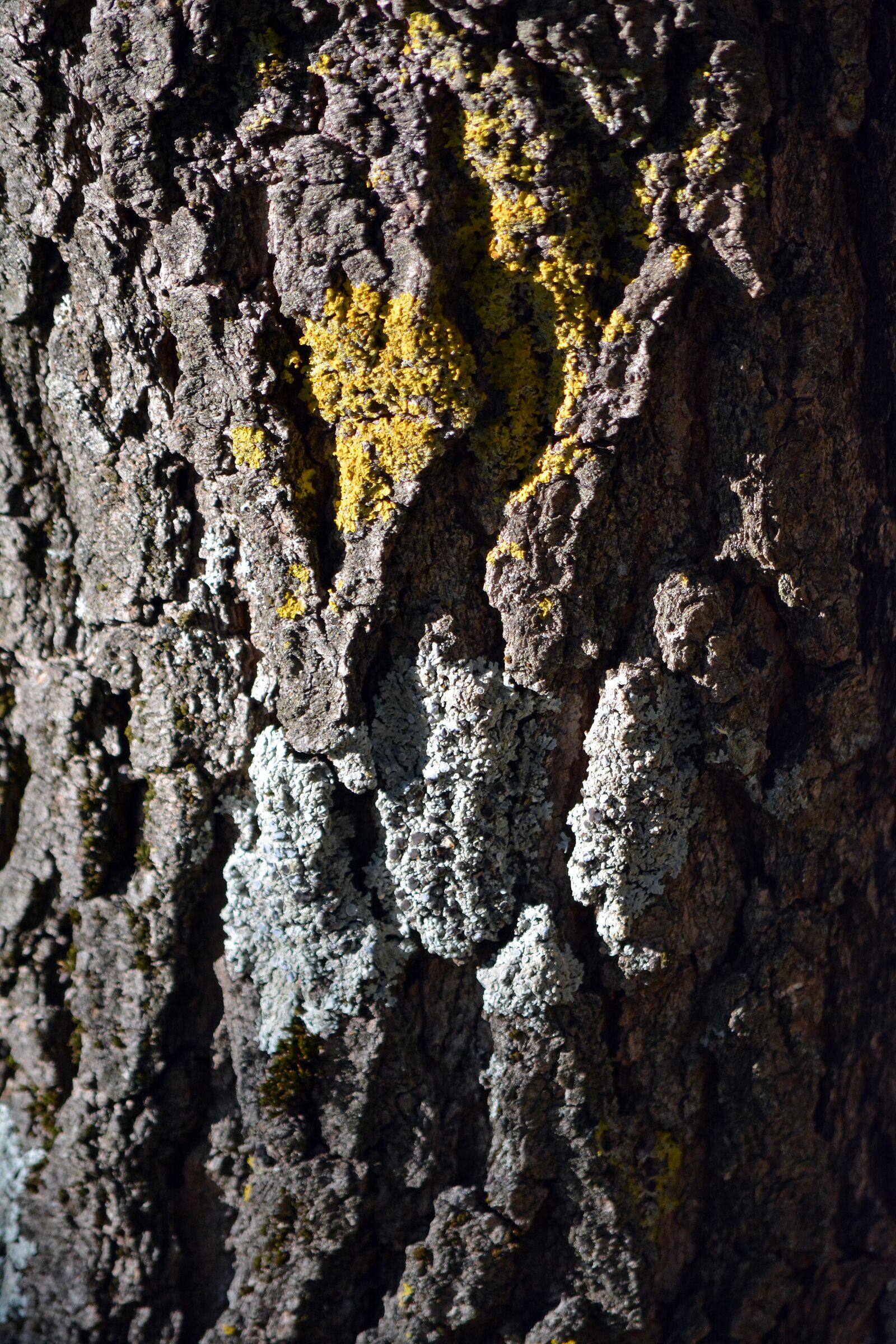 Nikon D5200 sample photo. Cortex, crust, wood photography