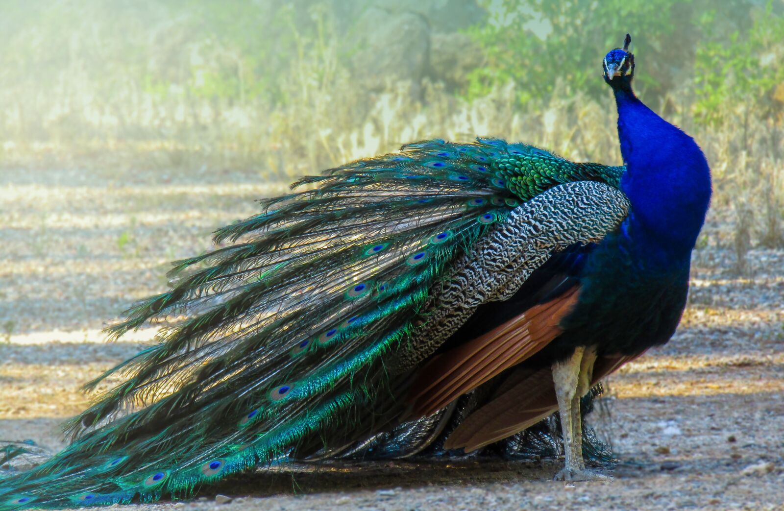 Canon PowerShot SX410 IS sample photo. Peacock, turkey, ave photography