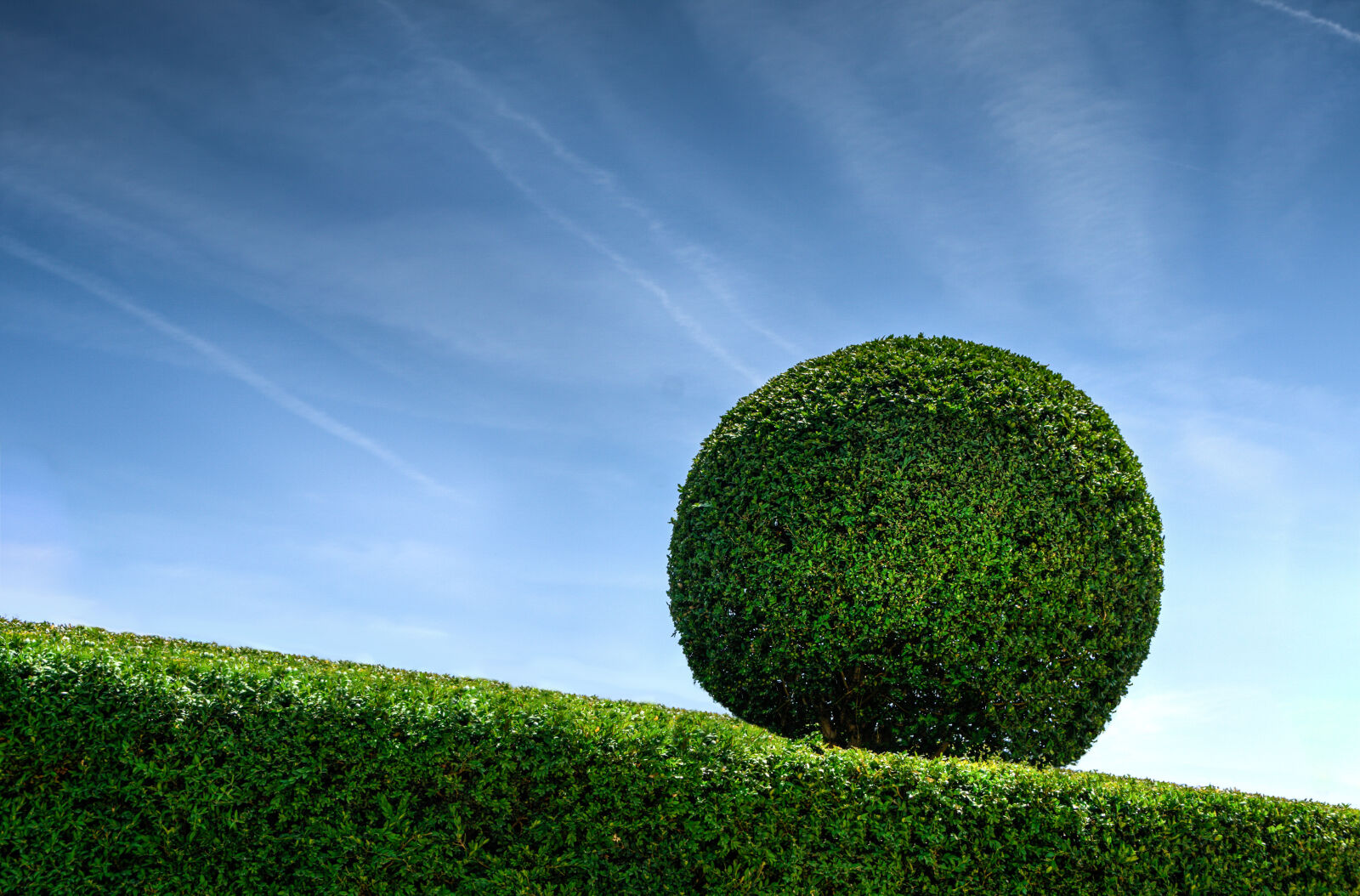 Nikon D7000 sample photo. Park, garden, gardener, bush photography