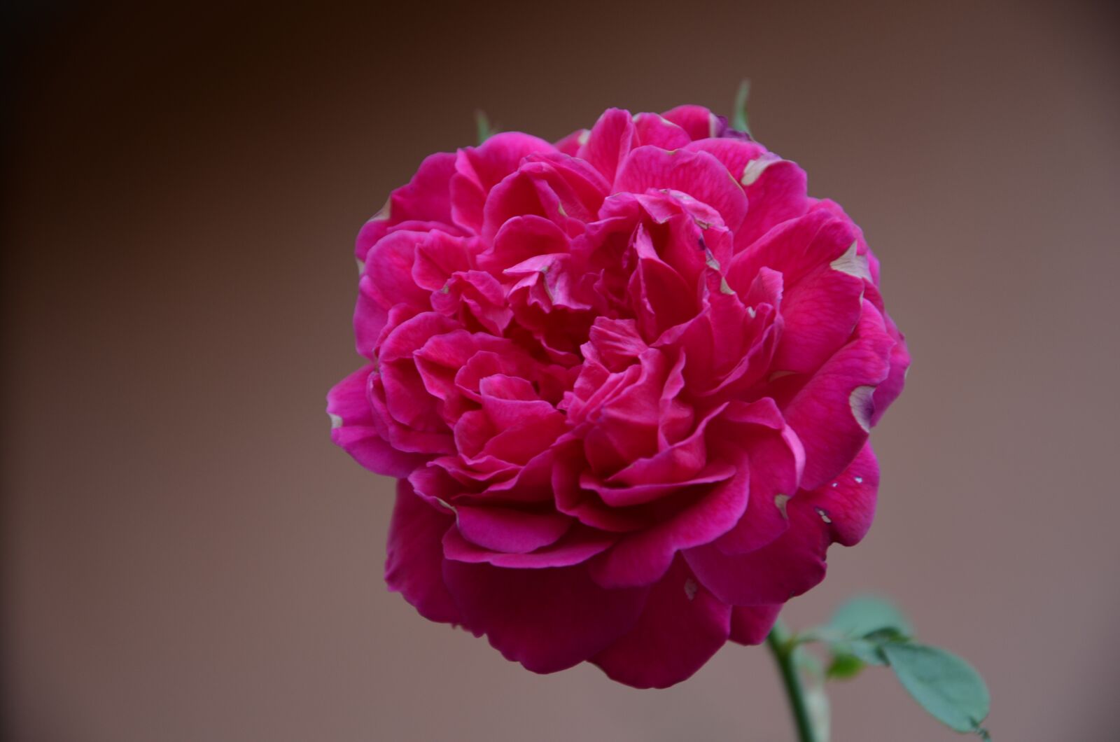 Nikon D7000 sample photo. The, rose, blooming photography