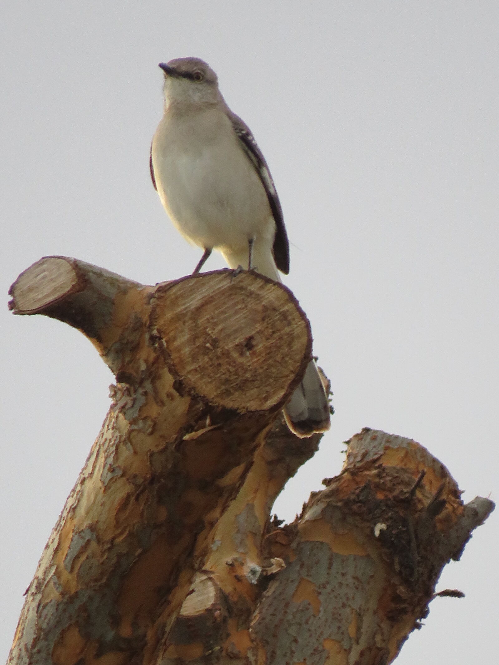 Canon PowerShot SX540 HS sample photo