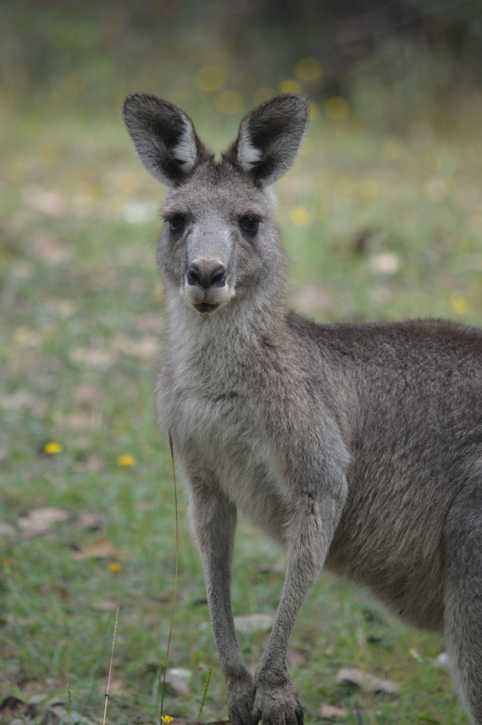 Nikon D3200 sample photo. Kangaroo, animal world, animal photography