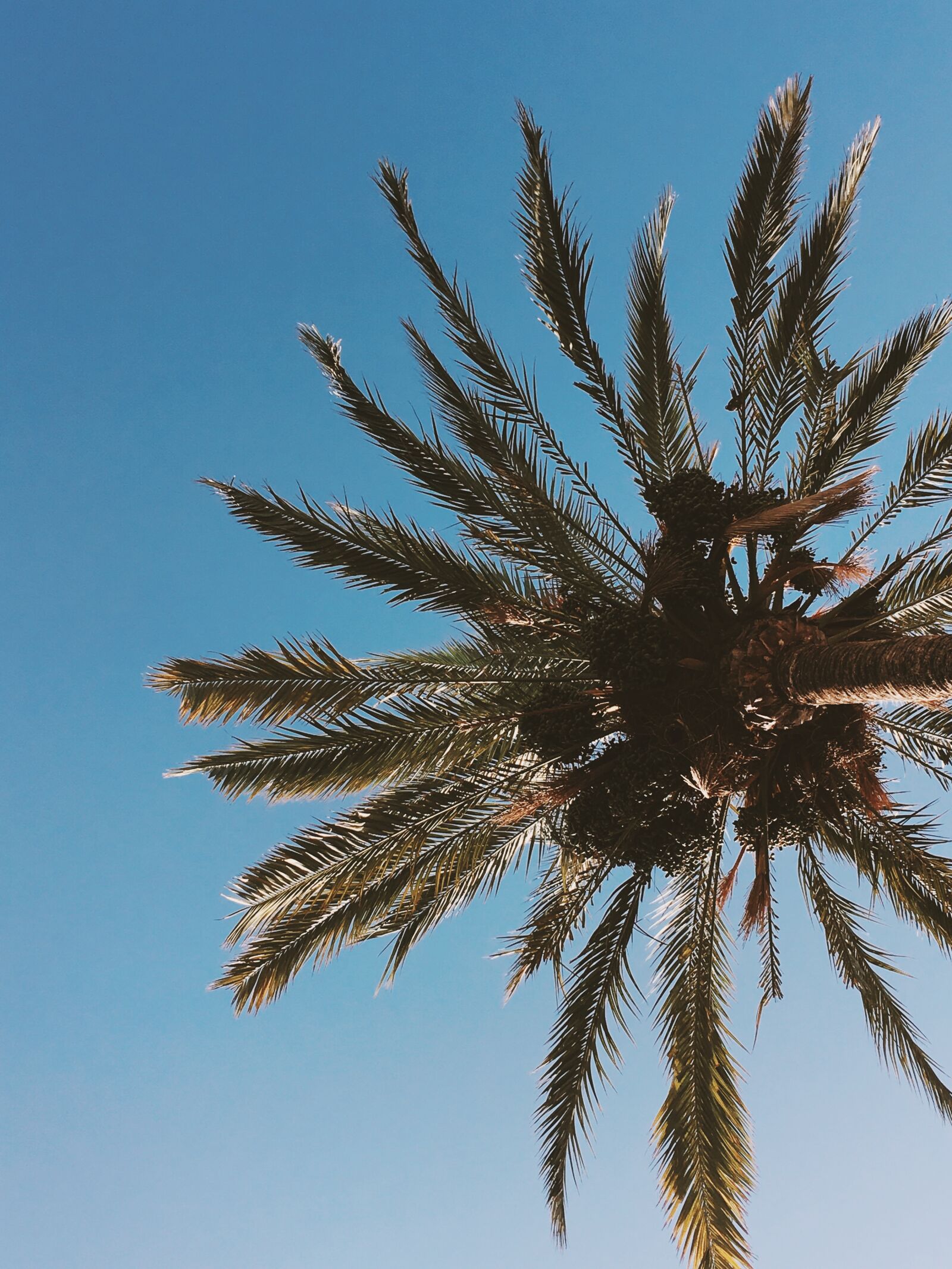 Apple iPhone 6s sample photo. Beach, blue, sky, coconut photography