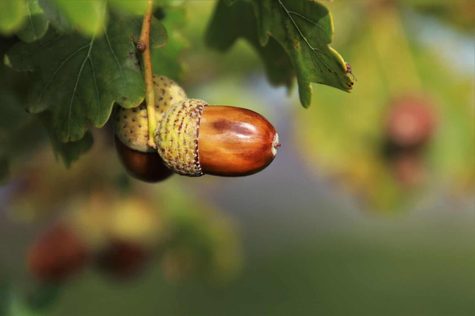 Canon EOS 80D sample photo. Nature, acorns, oak photography