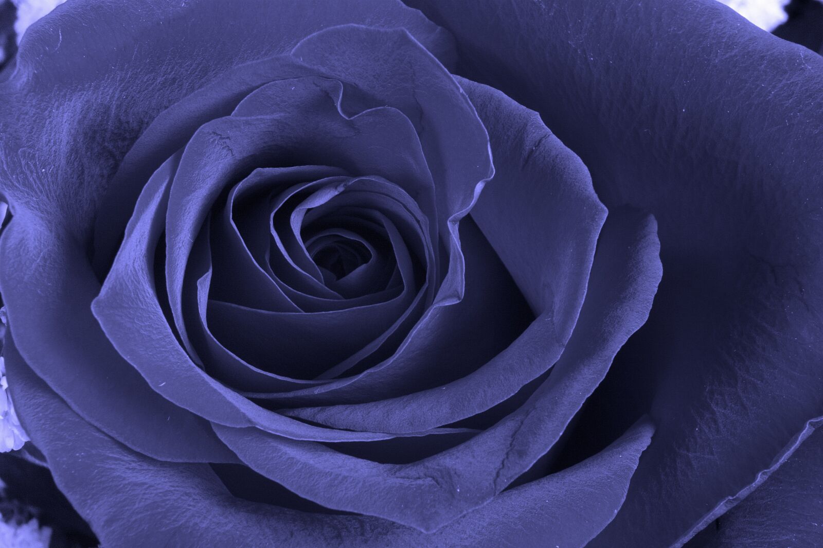 Nikon D7100 sample photo. Rose, purple, flower photography