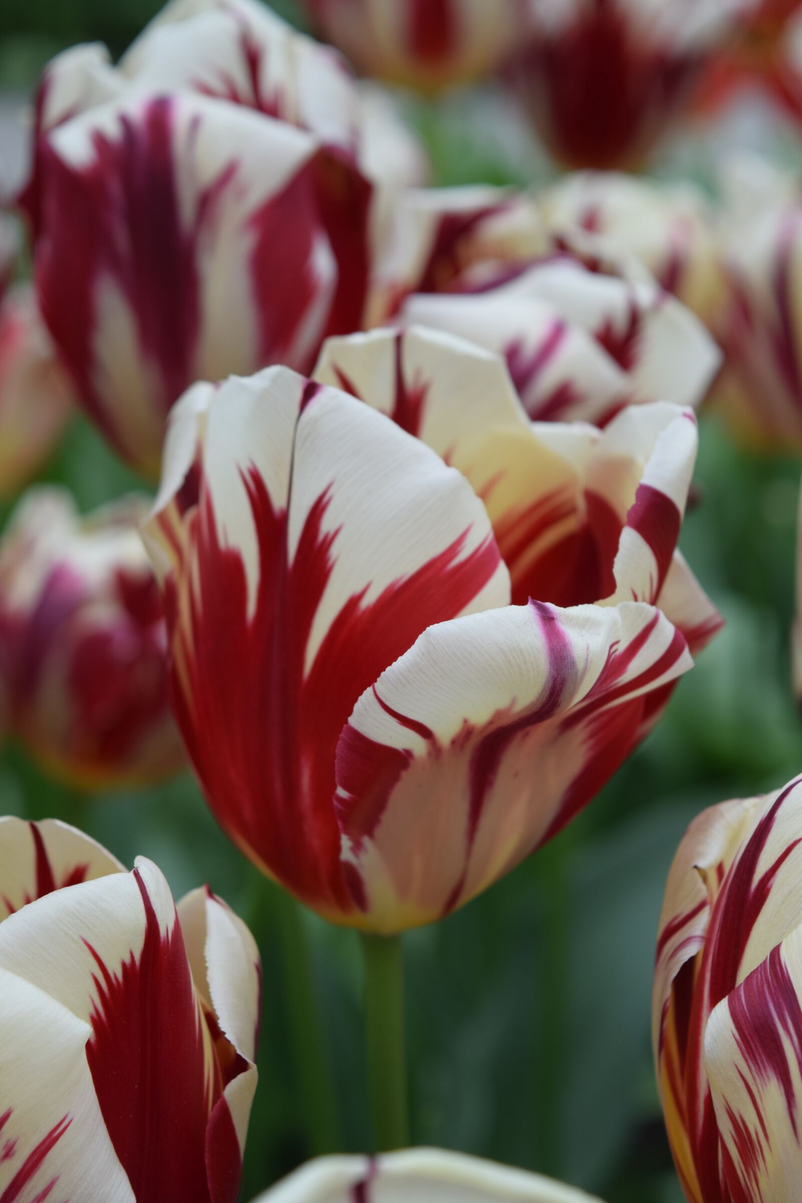 Nikon D3300 sample photo. Tulip, tulips, flowers photography