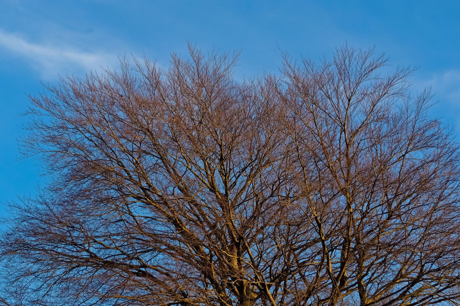 Olympus OM-D E-M10 sample photo. Trees, nature, landscape photography