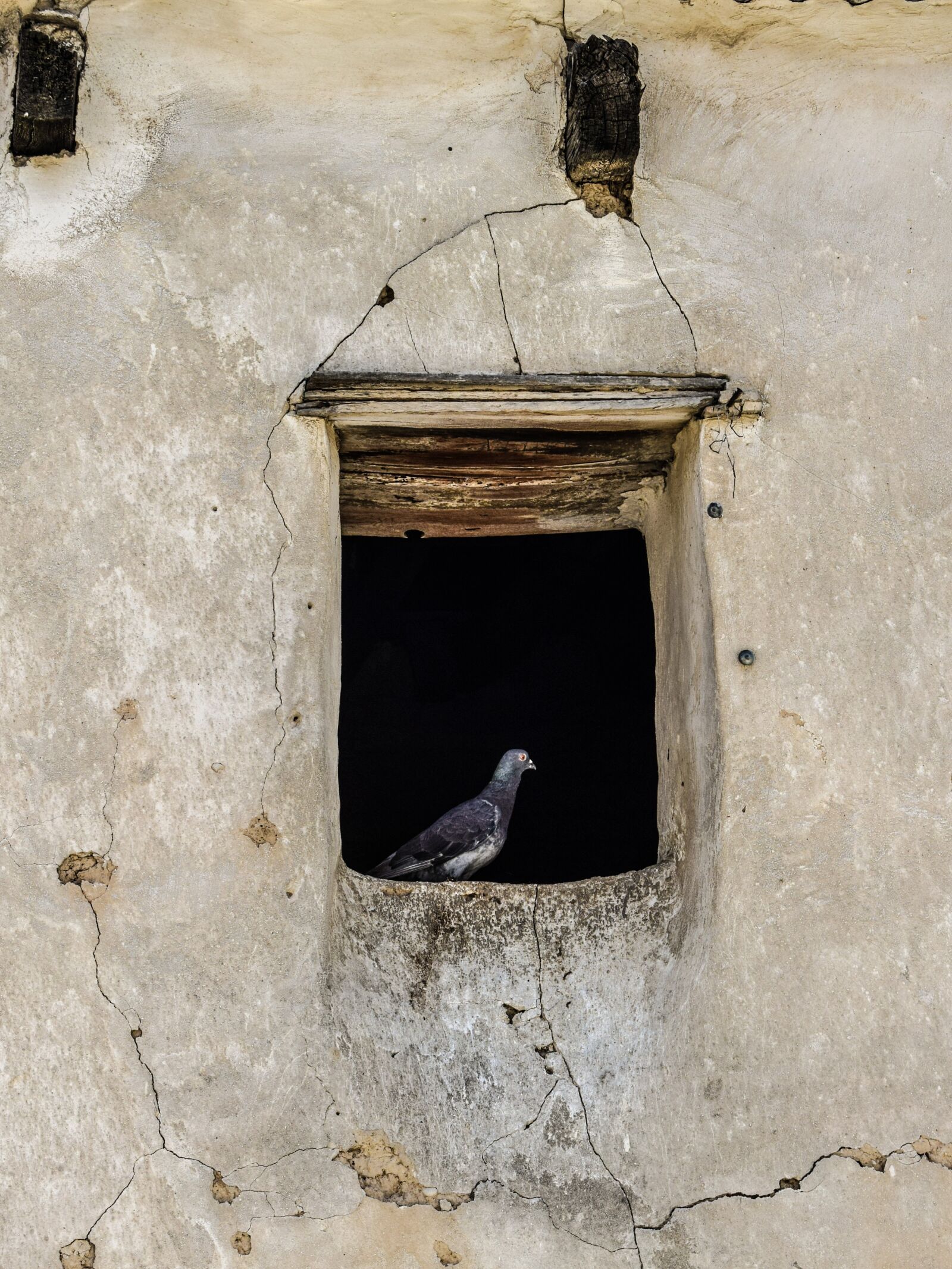 Nikon D3300 sample photo. Window, pigeon, old house photography