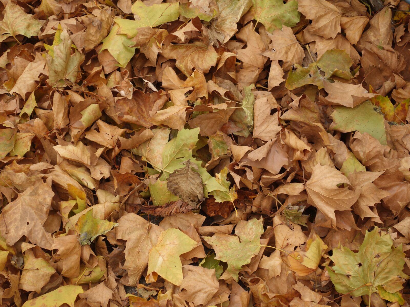 Sony Cyber-shot DSC-RX100 II sample photo. Leaves, ground, texture photography