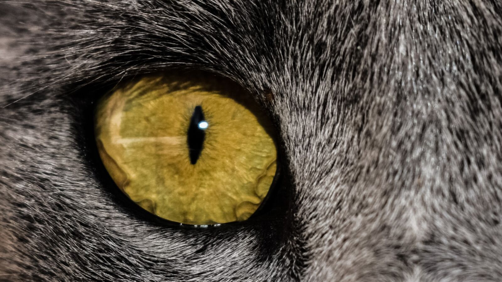 Nikon D3300 sample photo. Eye, cat, close up photography