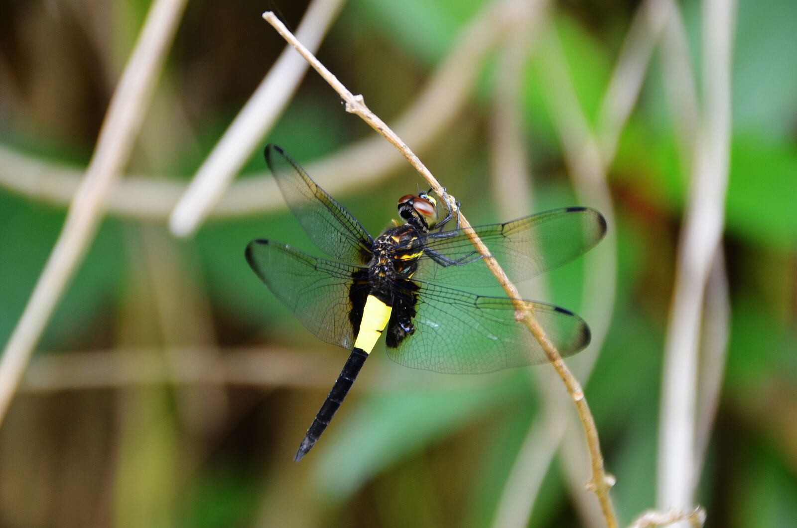 Nikon D5100 sample photo. Dragonfly, the branches of photography