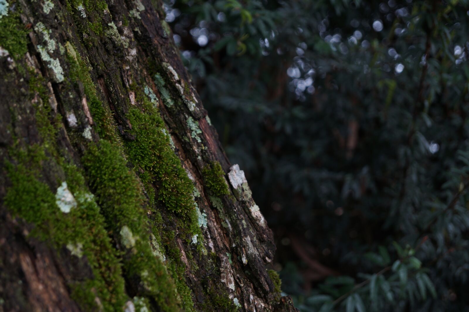 Sony DT 18-55mm F3.5-5.6 SAM II sample photo. Vegetation, moss, natur photography