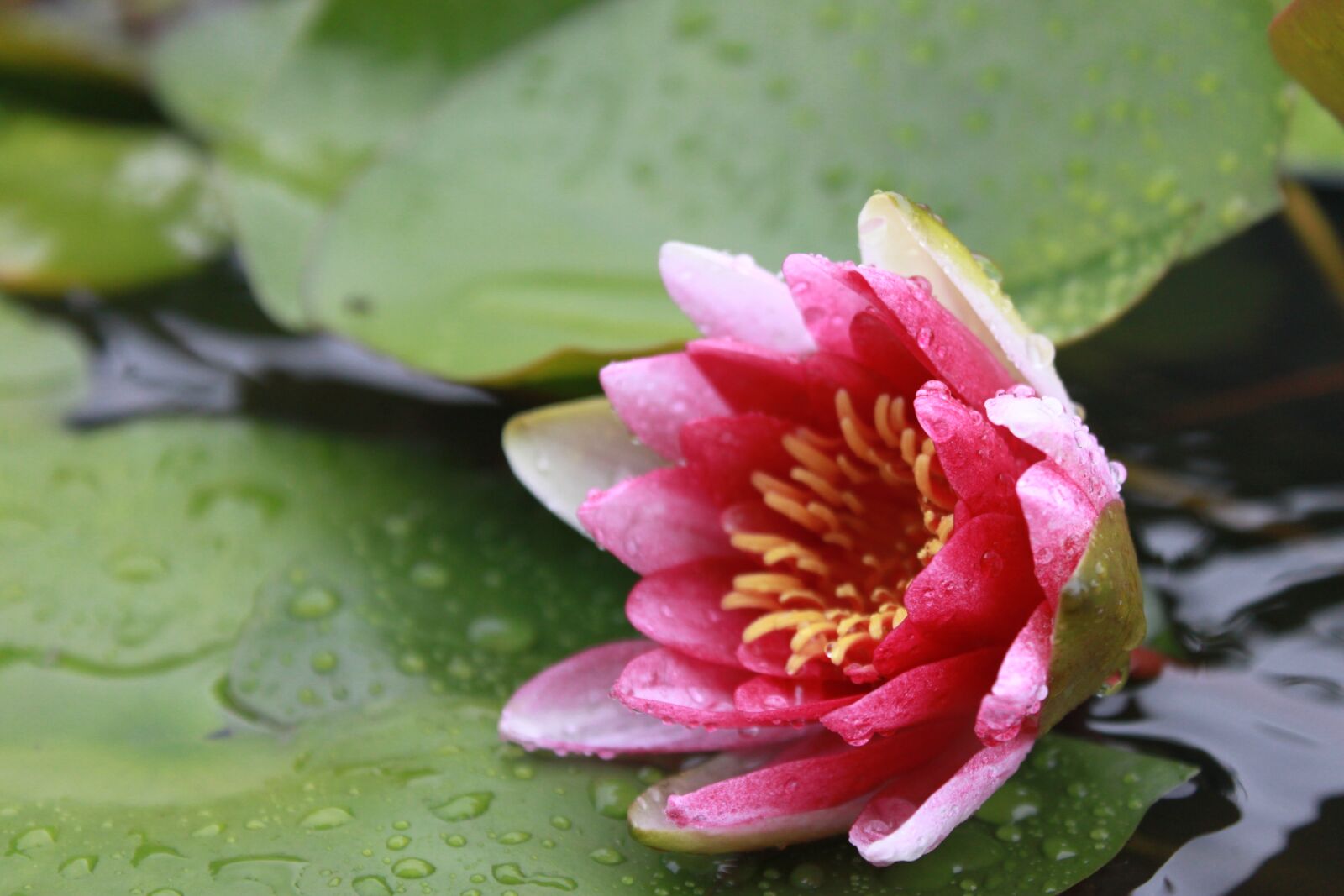Canon EOS 500D (EOS Rebel T1i / EOS Kiss X3) sample photo. Kite, lotus, water lilies photography