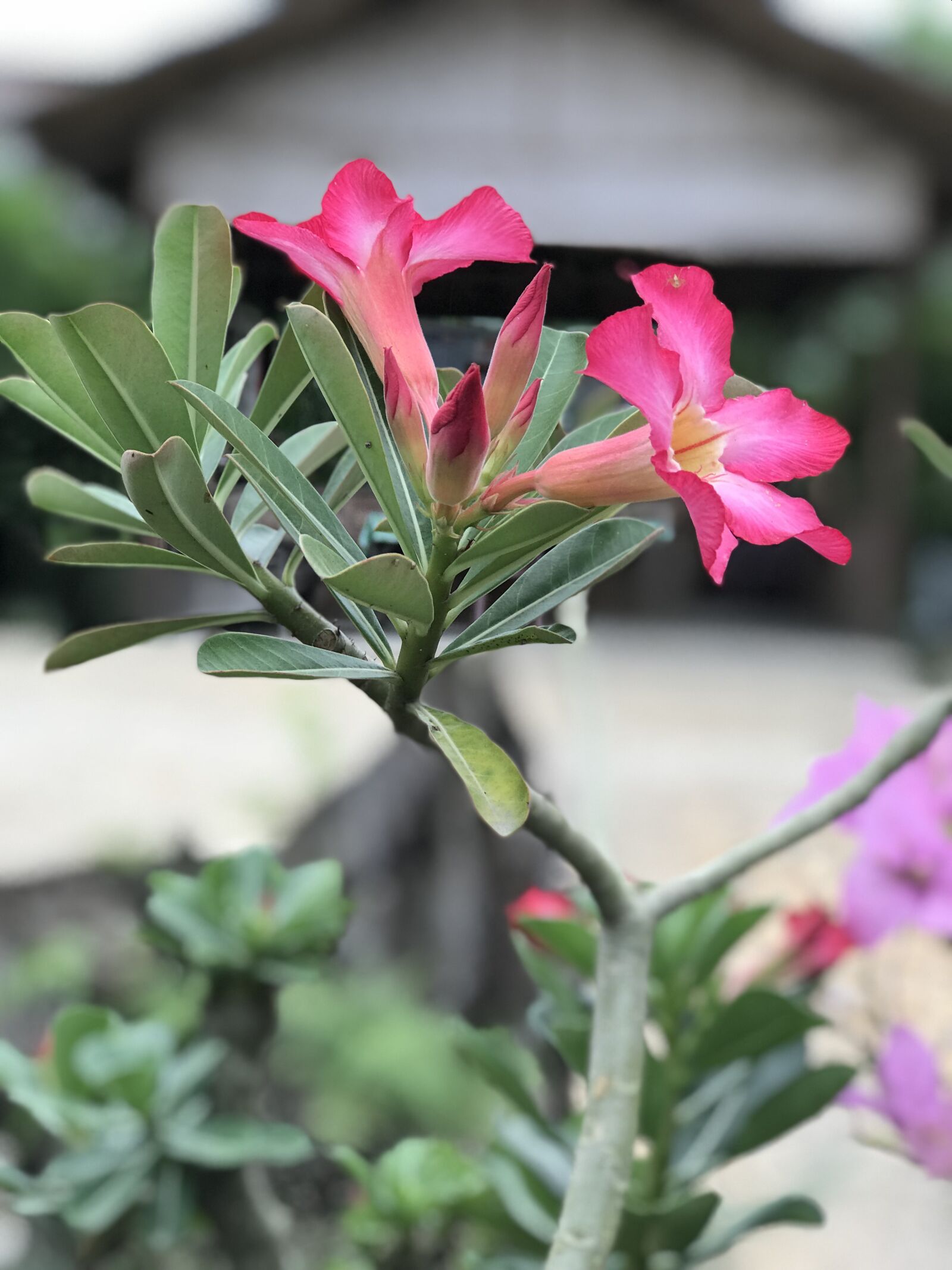Apple iPhone 7 Plus sample photo. Flower, nature, pink photography