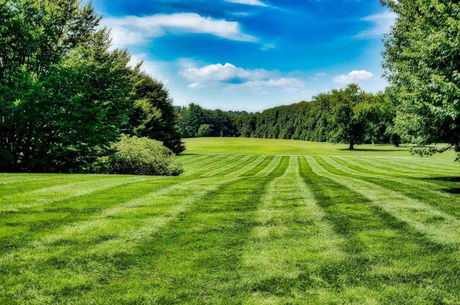 Nikon D750 sample photo. Grass, nature, landscape photography